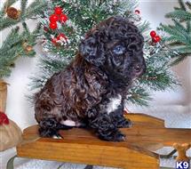 poodle puppy posted by Anna jack